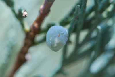 Juniperus scopulorum - jalovec skalní - plod (detail)